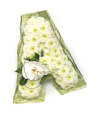LETTER ORCHID