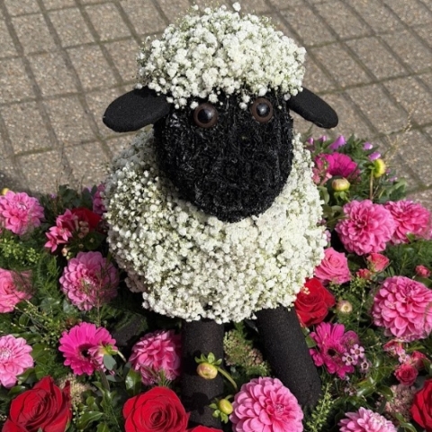 3D SHEEP